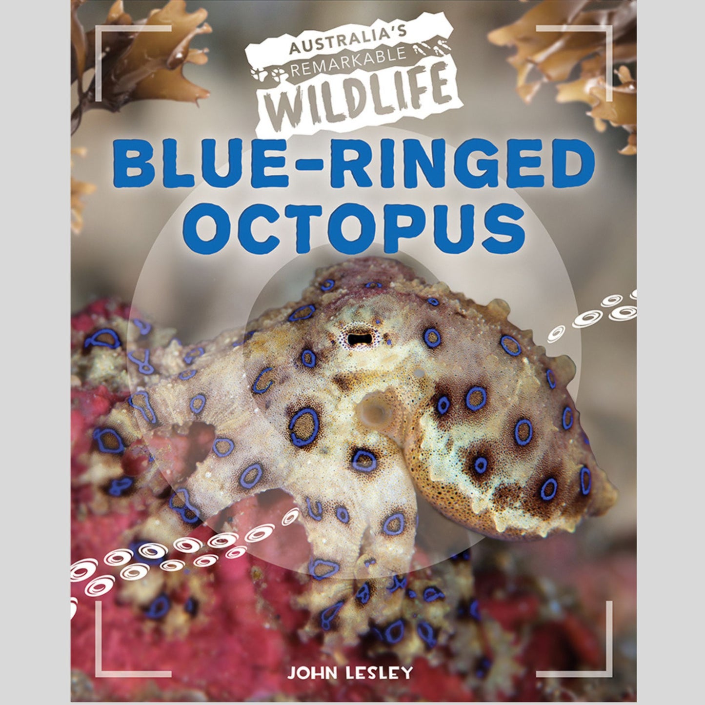 Australia's Remarkable Wildlife: Blue-Ringed Octopus