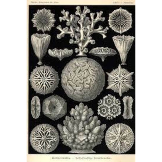 Art Forms in Nature: The Prints of Ernst Haeckel