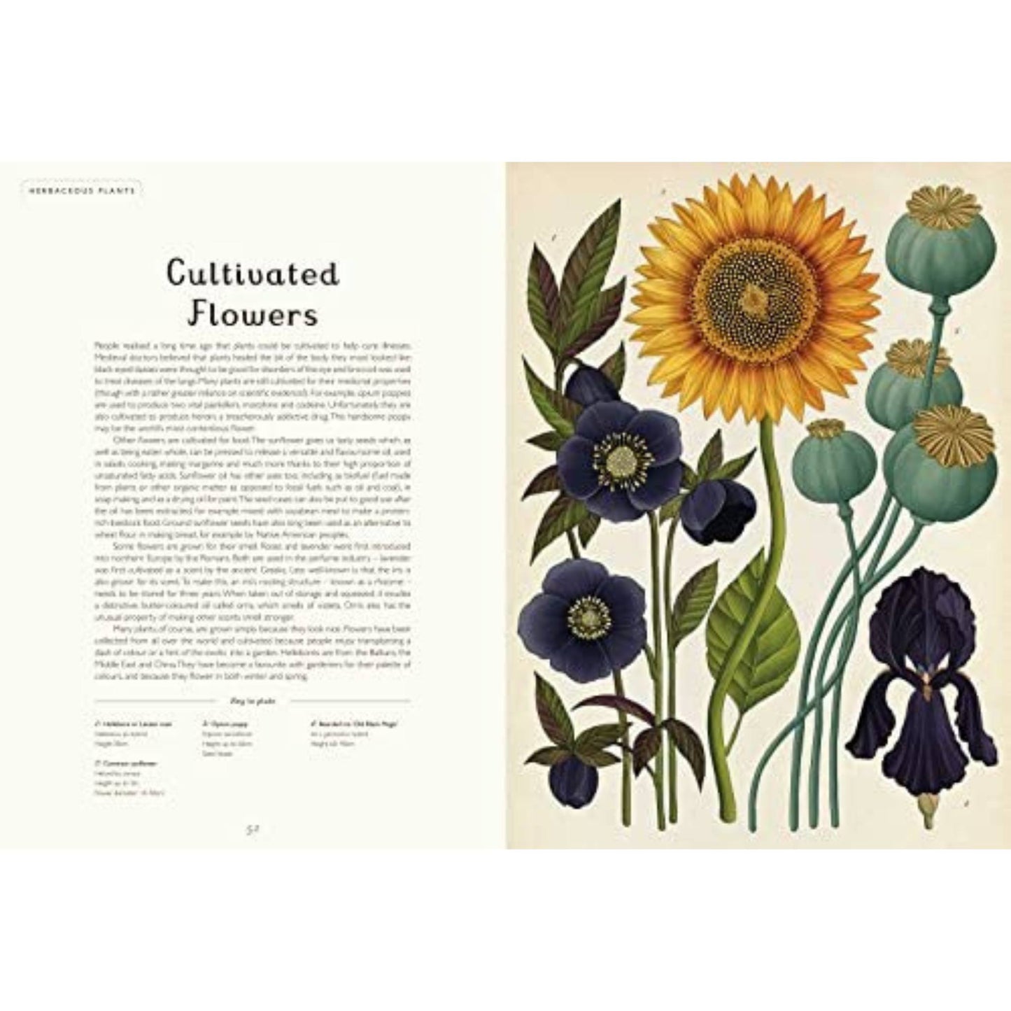 Botanicum