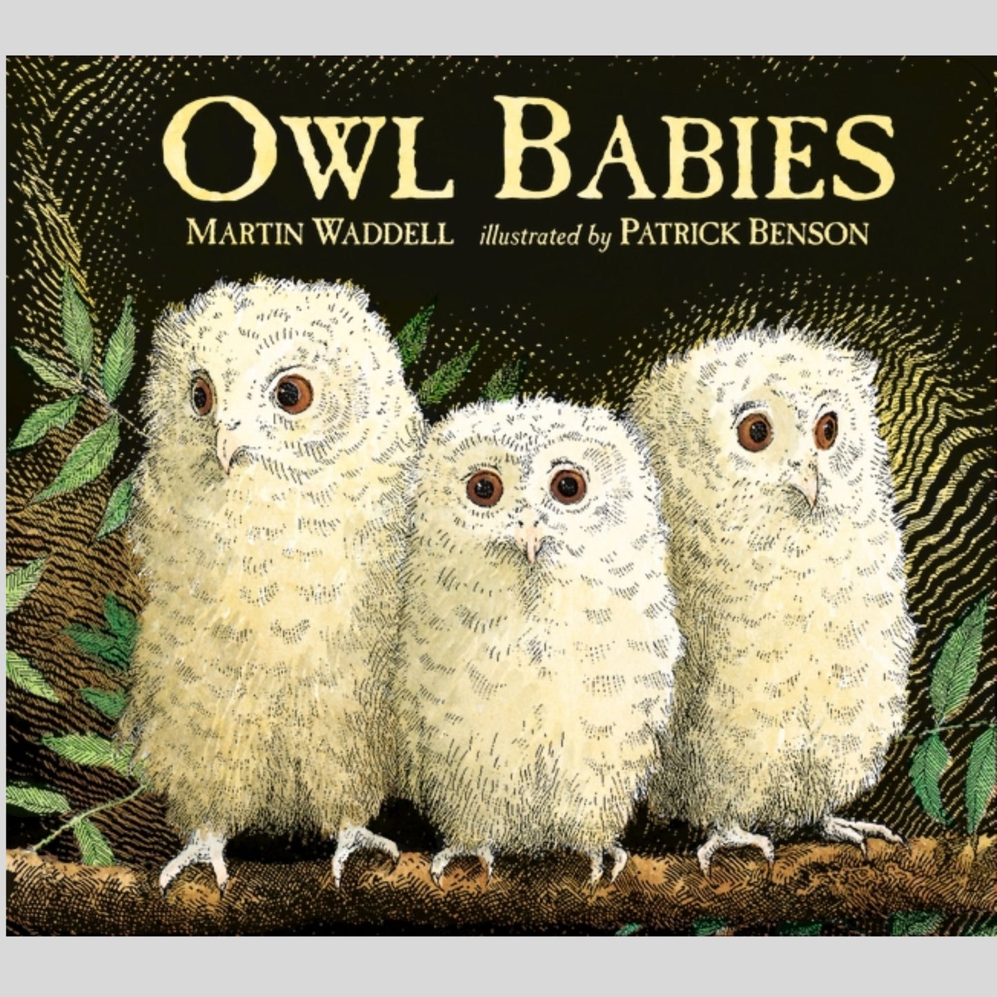 Owl Babies