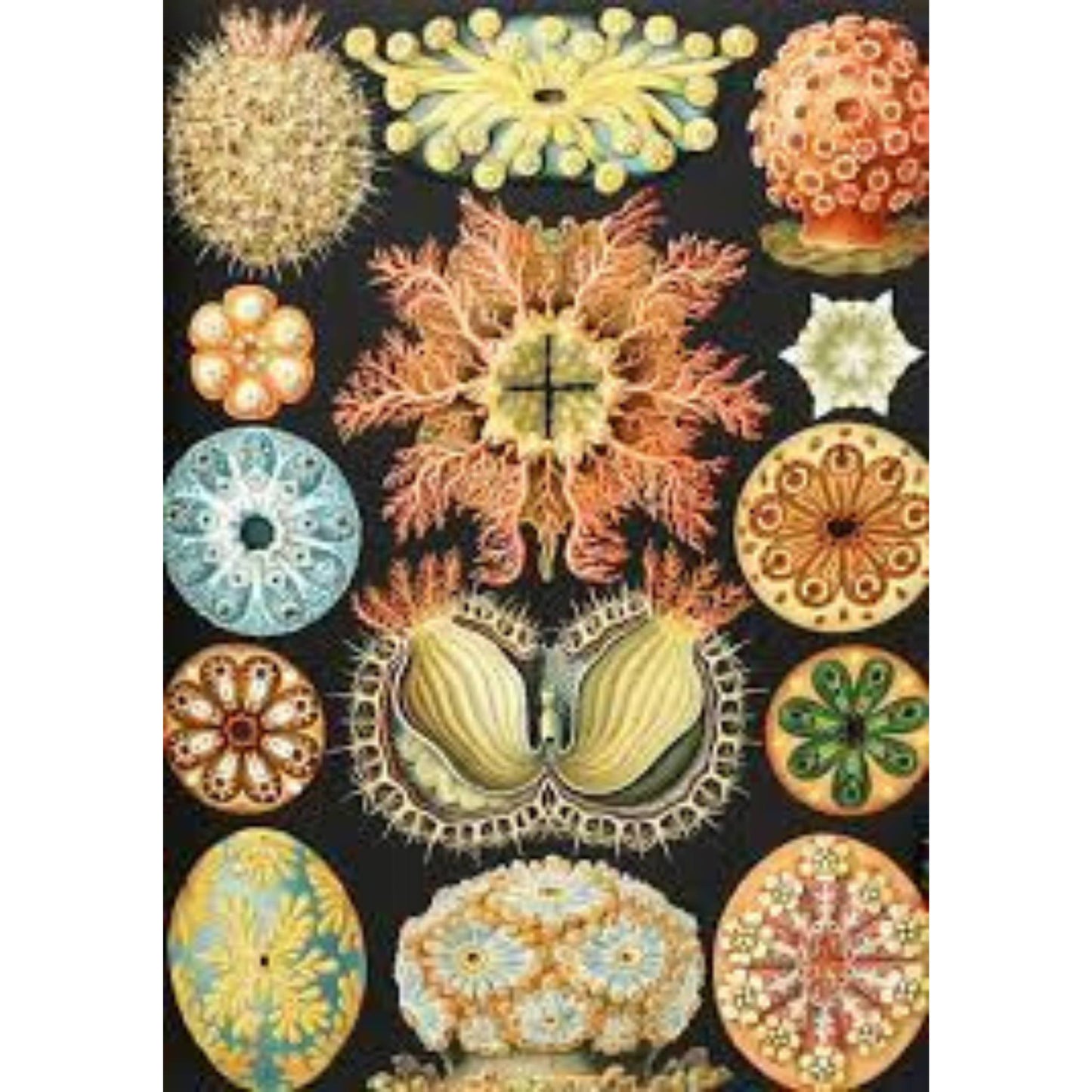 Art Forms in Nature: The Prints of Ernst Haeckel