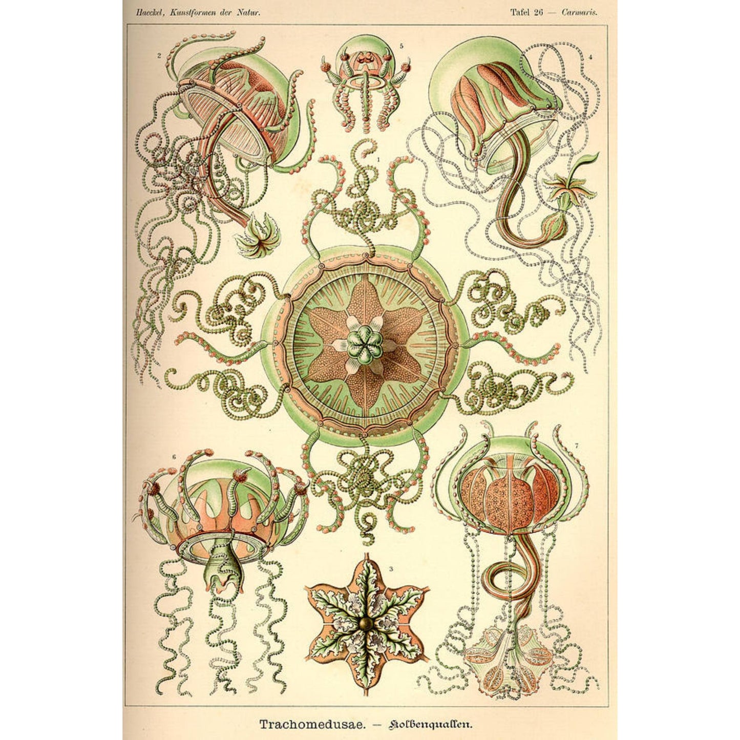 Art Forms in Nature: The Prints of Ernst Haeckel