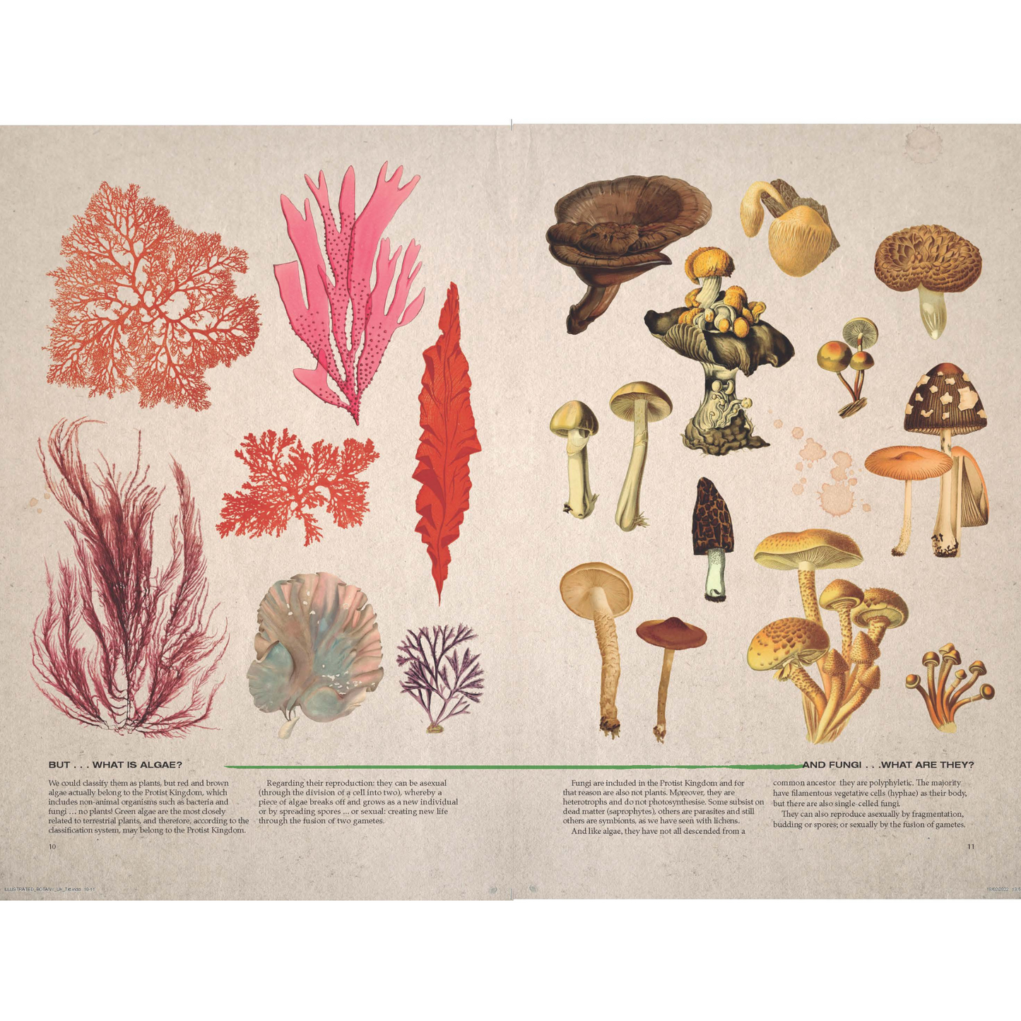 Illustrated Botany
