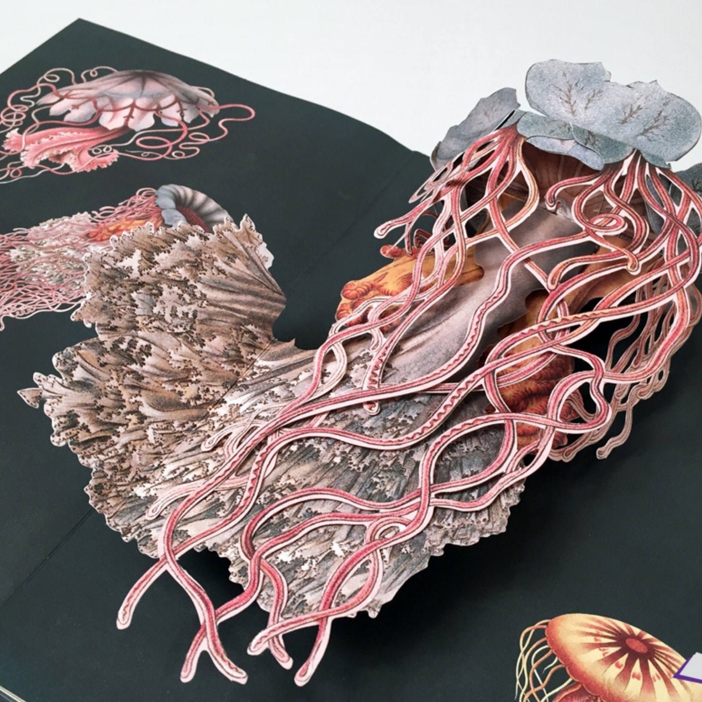 Creatures of the Deep - The Pop-Up Book
